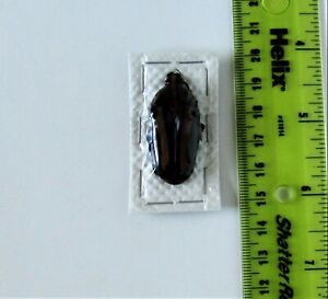 Black & Yellow Flower Beetle Clerota rigifica 1 1/4-1 1/2" FAST FROM USA