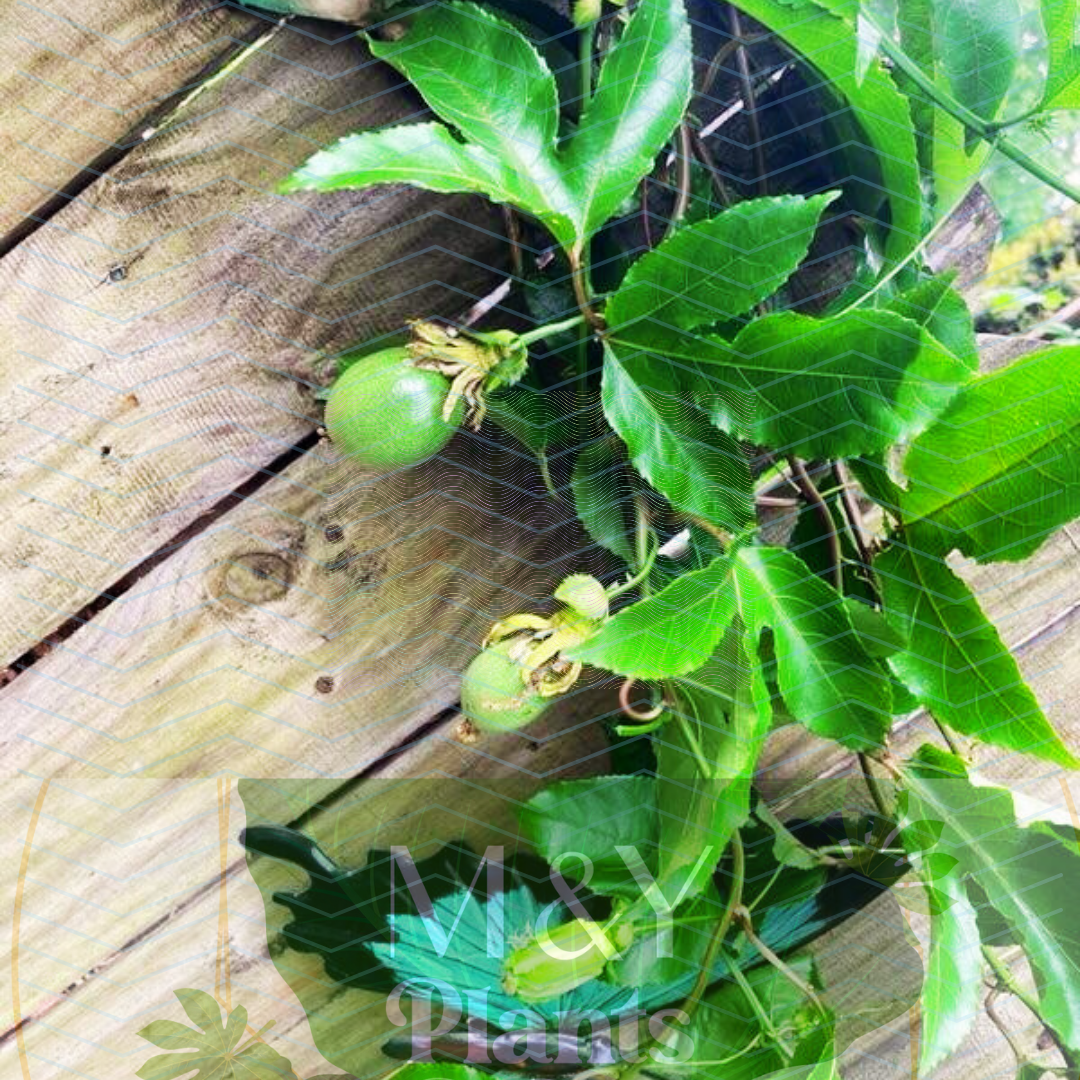 2-Live Passiflora edulis Possum Purple Passion Fruit Starter