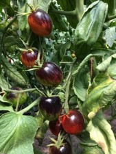 10 graines de tomate purple dragon bio