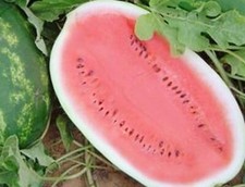 All Sweet  Watermelon Seeds 25 SEEDS  NON-GMO --BUY 4 ITEMS FREE SHIPPING