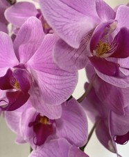 Phalaenopsis* Schmetterlings ORCHIDEE Lady Pink-Dunkelrose‘* zur Zeit ohne Blüte
