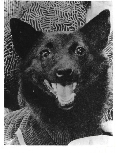 Soviet Black and white photo of space dog Chernushka Sputnik 9