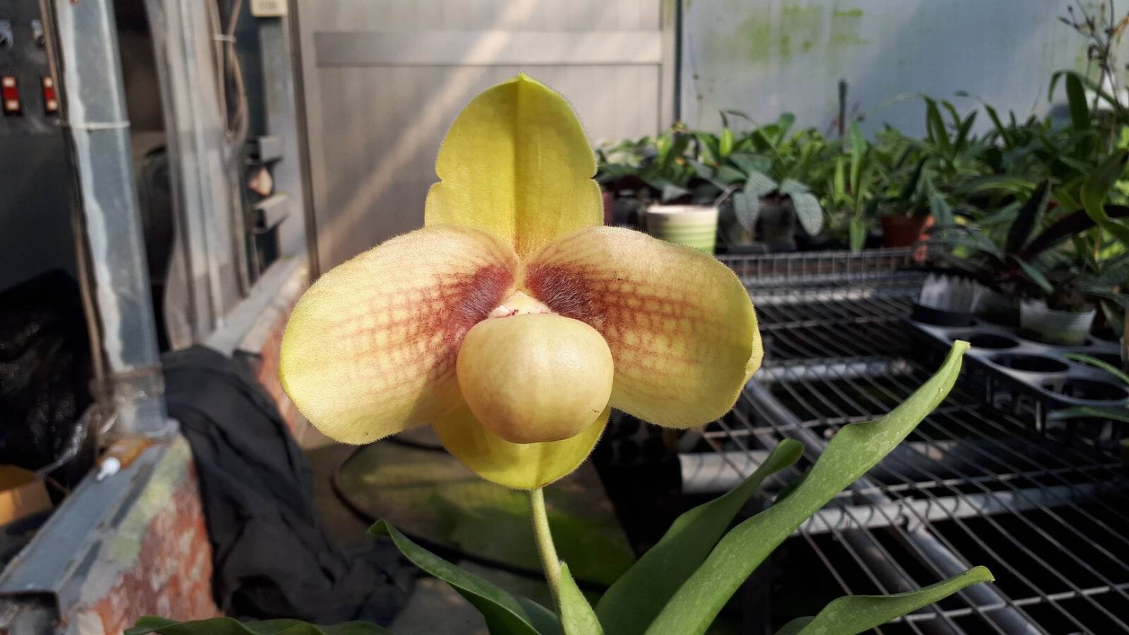 Atian Orchid Flask Paphiopedilum hangianum species 15P eBay