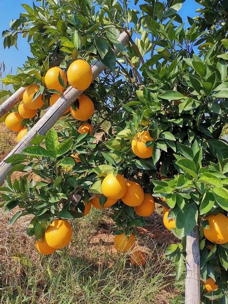 23 Sweet Orange Tree Seeds Free shipping | eBay