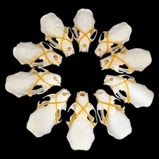 10 PCs Defective Real Mink Skulls Animal Bones Specimens Taxidermy Special Gift