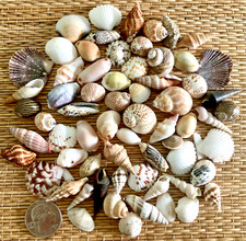 60 BEAUTIFUL SMALL SEA SHELLS - 1/2 CUP - LARGE VARIETY - CRAFTING