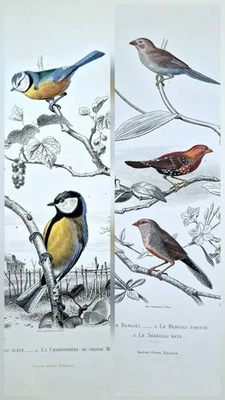 2 Gravures anciennes 1850 Oiseau mandarin mesange canari tit bird antique print - Photo 1/3