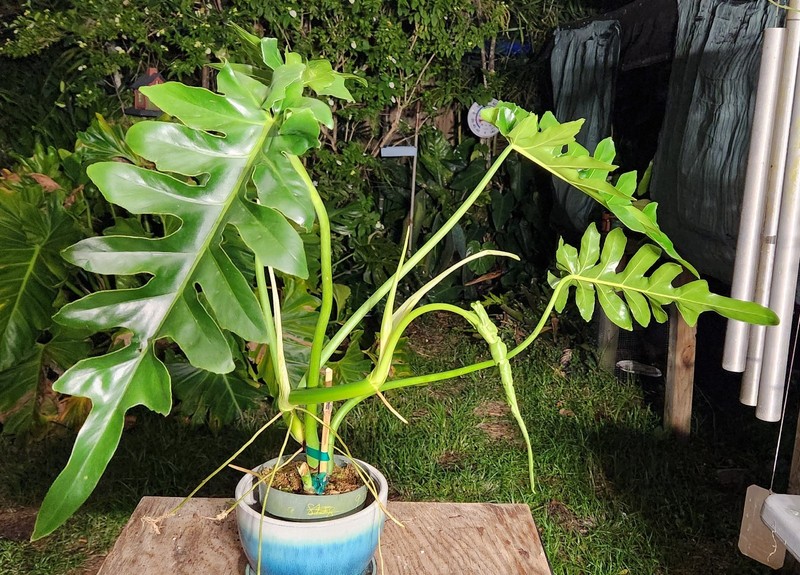 Philodendron Bob Cee Plant being grown in 6" Pot 22" Tall 35" Wide LARGE
