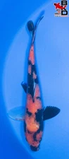 13" HI UTSURI Live Koi Fish Garden Pond 10/30