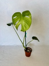 Monstera Deliciosa Plant Potted Plant, Indoor, Climbing
