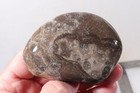 Petoskey Stone Fossil Coral Lapidary 13 oz. windowed three pc rough lot P3 — photo 9