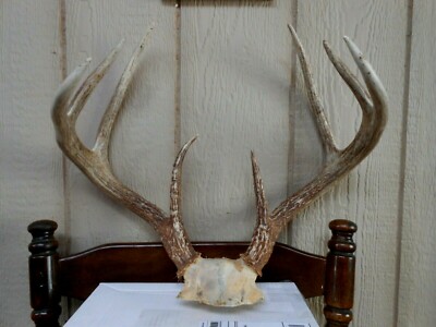18 6/8 wide 8 pt WHITETAIL DEER RACK 134 0/8