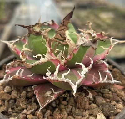 Rare Cacti plant Agave titanota Caesar Variegated WYSIWYG Boutique Garden Decor,