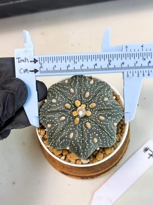 Astrophytum Star Shape (at3) (p7) | Very Rare Cactus