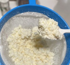KEFIR GRAINS FROM OG M LK  1 Tsp. 