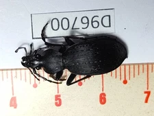 D96700-insects Carabidae from Vietnam North