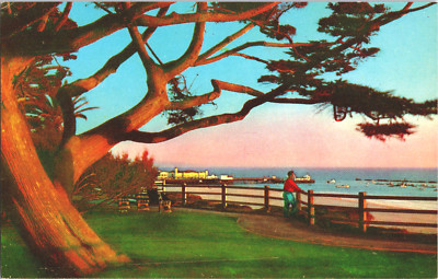 Postcard View Along Palisades Santa Monica California CA Cypress Tree Chrome