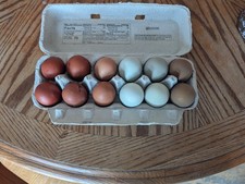 1 dozen 2 Rainbow Hatching Eggs