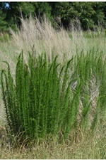 5 Live Tubers - Dog Fennel Root  - Organic Pesticide Plant - Perennial - Bedding