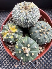 Astrophytum Asterias Variegated Assortment Pack Rare Cactus