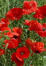 Beautiful Great Red Poppy Seeds 200+ SEEDS  --BUY 4 ITEMS FREE SHIPPING