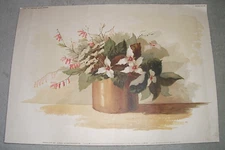 1891. TRILLIUM & CORYDALLIS PRINT. SUPPLEMENT TO "THE ART AMATEUR". 20 x 14 ins