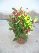 Christusdorn (Euphorbia millii) rot, 35-45 cm, ein Pflanze - Zimmerpflanze