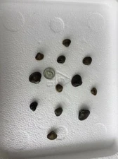 Five Live Freshwater Clams: Perfect For Aquariums And Ponds