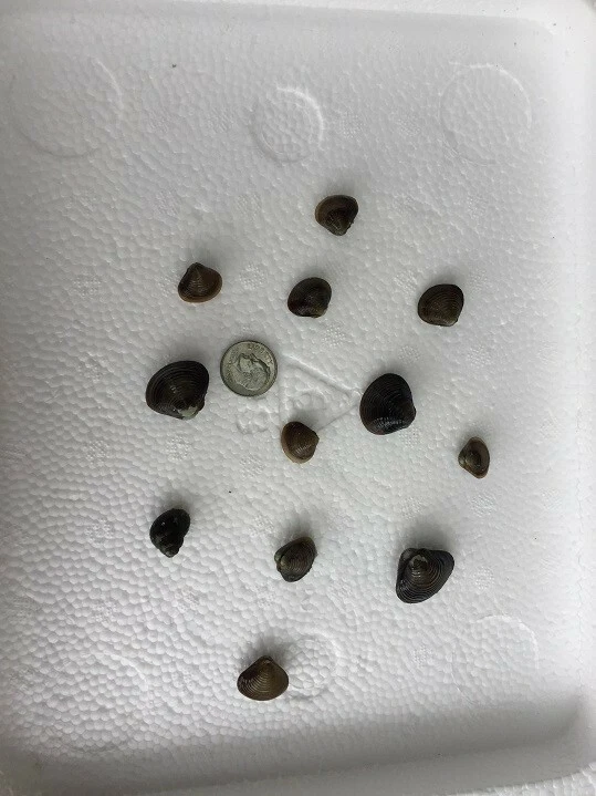 ***NUEVO ARTÍCULO - 10 ALMEJAS BEBÉ Almejas Vivas de Agua Dulce: Perfectas para Acuarios/Estanques Foto 4 de 4