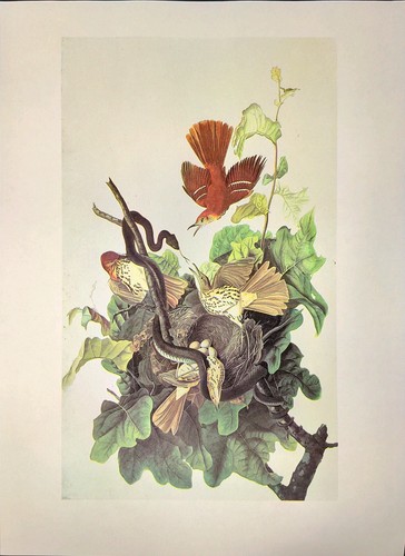 John James Audubon Birds BROWN THRASHER Vintage Book Plate Art Print 271 - Picture 3 of 3