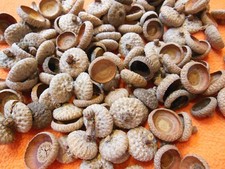 Real Oak Acorn Tops