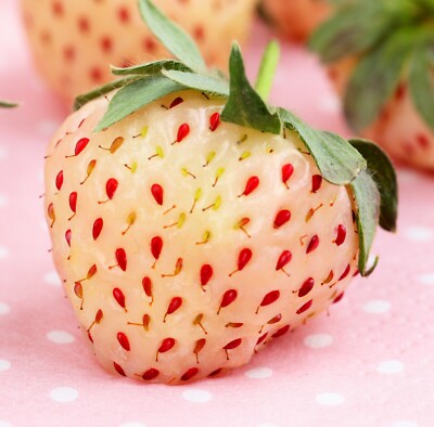 SAMEN Selten Ananas - Erdbeer leckere Frchte zum Naschen Saatgut Obst  Samen | eBay.de