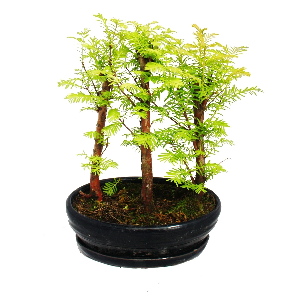 bambus winterhart kaufen Bambus Phyllostachys schwarz main image 1