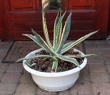 Agave americana 'Variegata'  45cm, Gewurzelt!