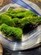 Live Fairy Garden Moss For Terrarium Or Vivarium 6 9 Ziplock Fresh Green Moist