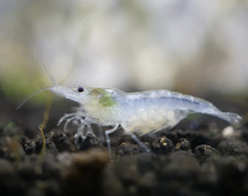 10+1 Live Snowball Freshwater Aquarium Shrimp Neocaridina Easy Care