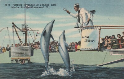 Postcard Jumping Porpoises at Feeding Time Marine Studios Marineland Florida