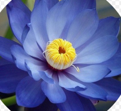 Lotus Blue Absolute Pure Essential Oil - 30 ML + Free Carrier oil 10 ML