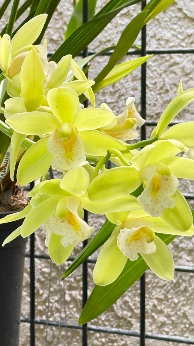 Cymbidium Dolly Lin 'Green Multi' ~ Very Fragrant ~ 5
