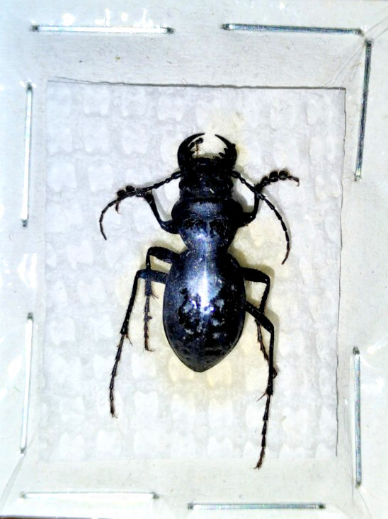 Carabidae: Cicindelinae: Omus dejeanii from Pacific Northwest. Rare, A1