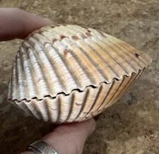 Fluted Clam Shell 3.5” Whole Complete Shell 2 Halves Tan/White ribbed