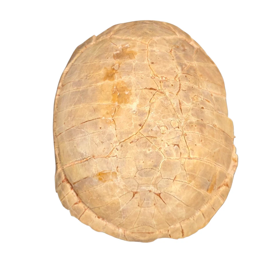 FOSSIL TURTLE STYLEMYS NEBRASKENSIS OLIGOCENE SHELL SOUTH DAKOTA - Image 3 of 4