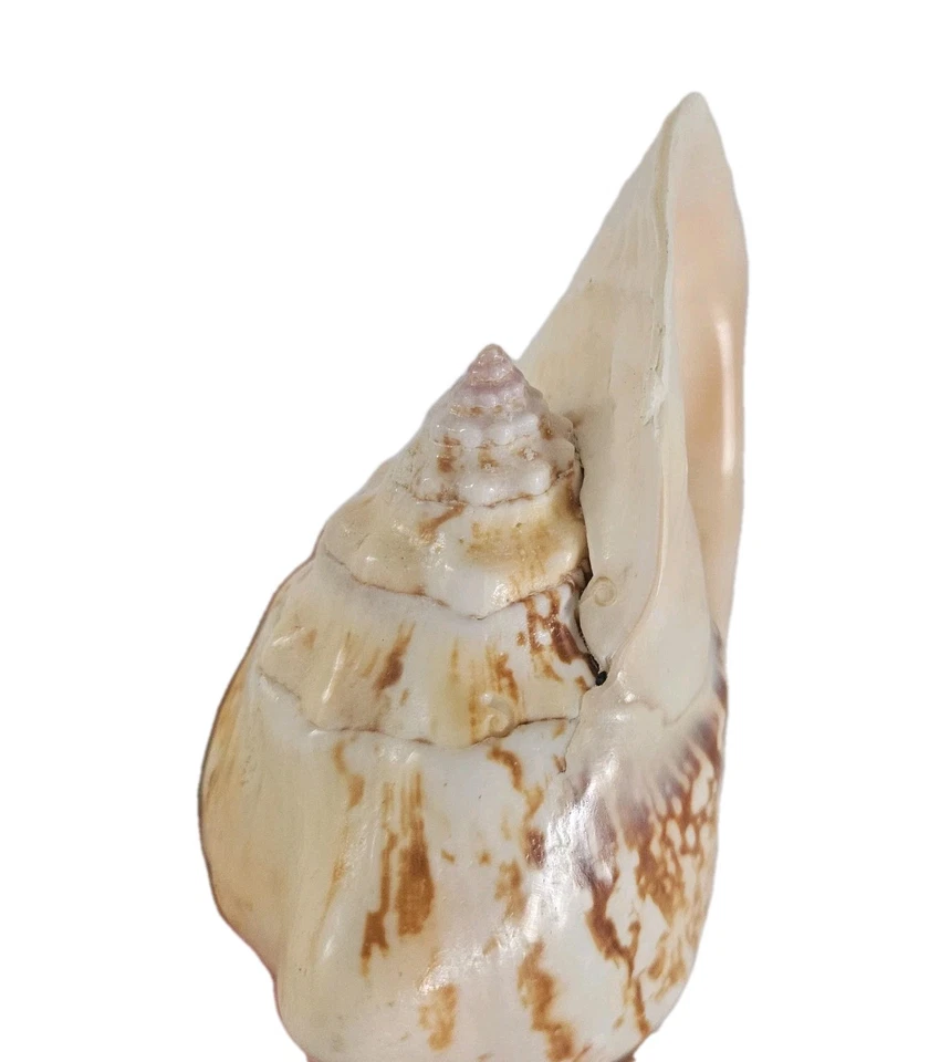 Large VTG Stombus Conch Shell 50's California Coast 7x4x2.5" Peach 1 lb. 4 oz. - Image 4 of 4