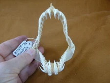 (SJ80-36) Rare 3-1/4" wide CROCODILE SHARK jaw sharks Pseudocarcharias kamoharai