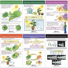 Photosynthesis  Respiration Bulletin Board Charts Set of 6 Double-Sided