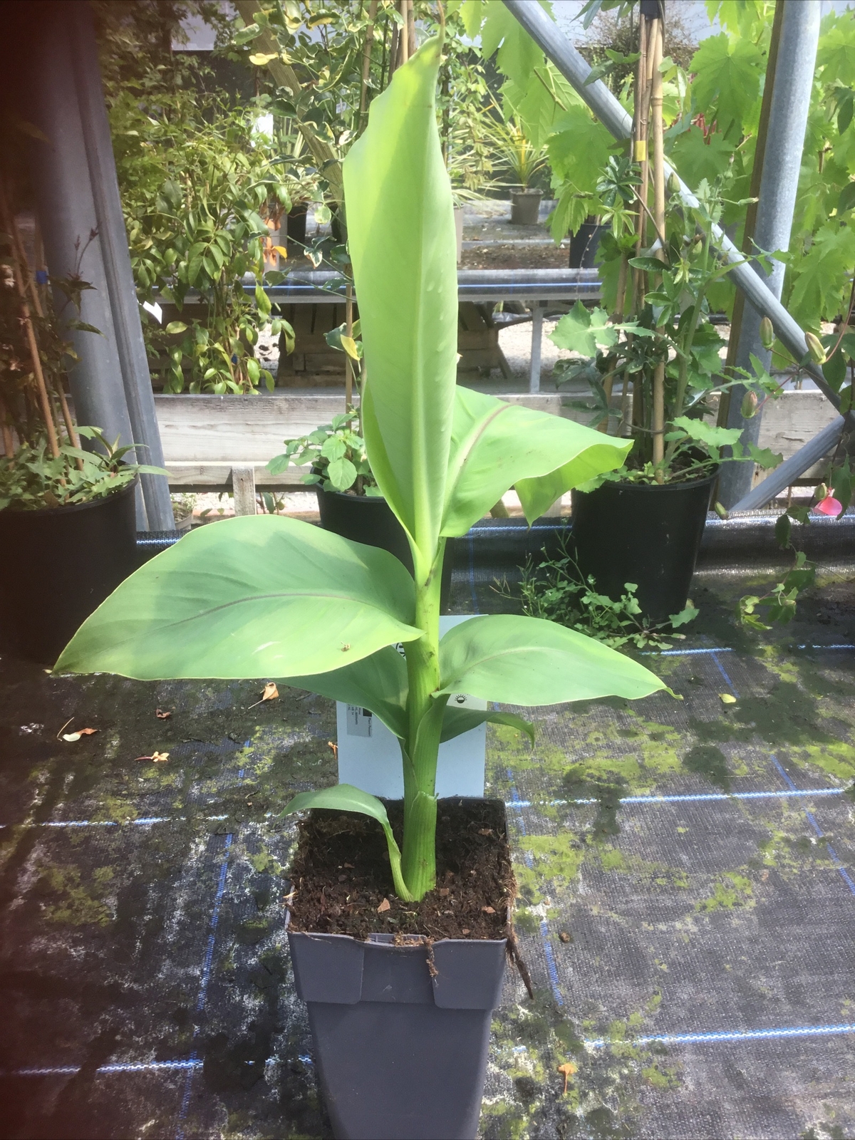 Musa Basjoo, Hardy Japanese Banana 70-80cms tall 15cm. Jungle and ...