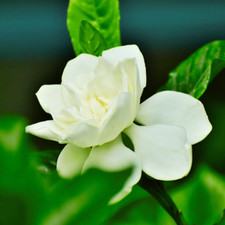 Gardenia Fragrance Oil