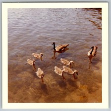 Vtg Color Snapshot Canada Geese Family With Goslings Swimming In Water June 1962
