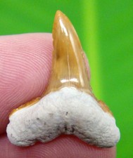 PRETTY YELLOW LEMON SHARK TOOTH - REAL FOSSIL SHARK TEETH - NO RESTORATIONS