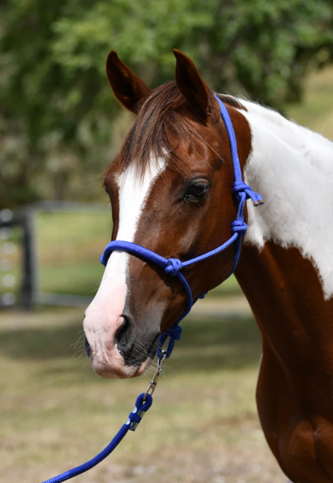 horse pony lead rope 12ft and training ropes 24ft - image 4 of 4